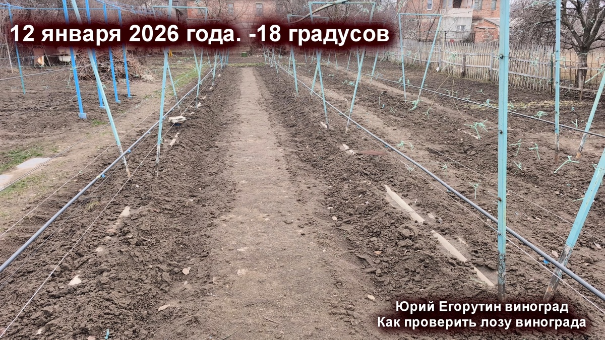 Мой виноградник 12 января. Полное отсутствие снега.