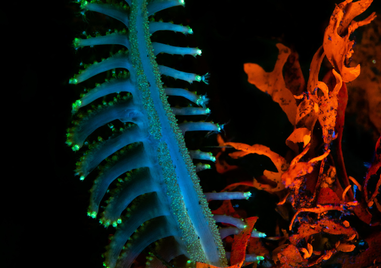 Какие перья теряют морские куры?