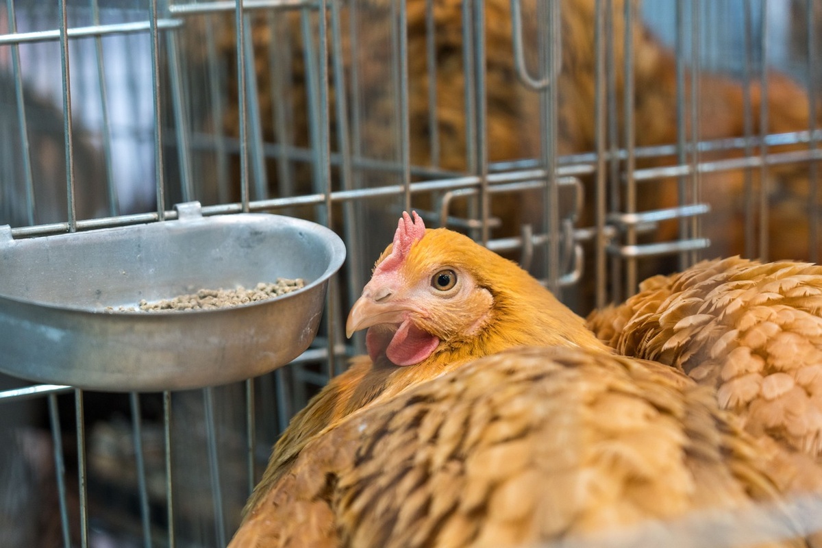 Главные угрозы для птицеводства - грипп птиц и болезнь Ньюкасла. Фото: Александр Плонский / «ВиЖ».