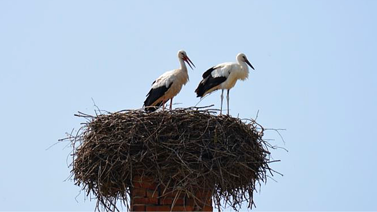 Аисты часто селятся на печных трубах (Фото для иллюстрации с сайта: freepik.com)