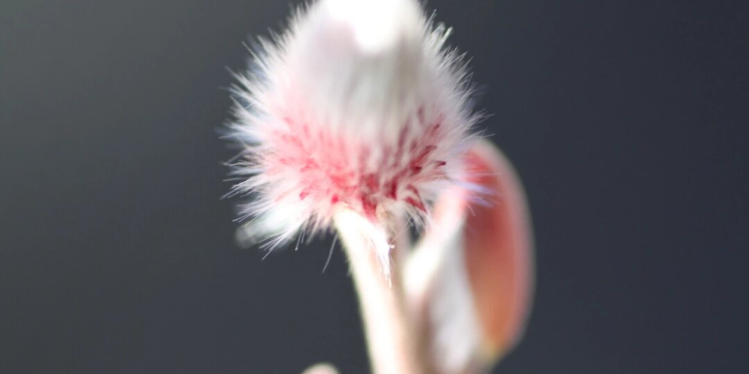 Весточки из Сёрай-ан. Хироси Одзава (кендо 8 дан кёши). Часть №18. Когда приходит в движение сердце