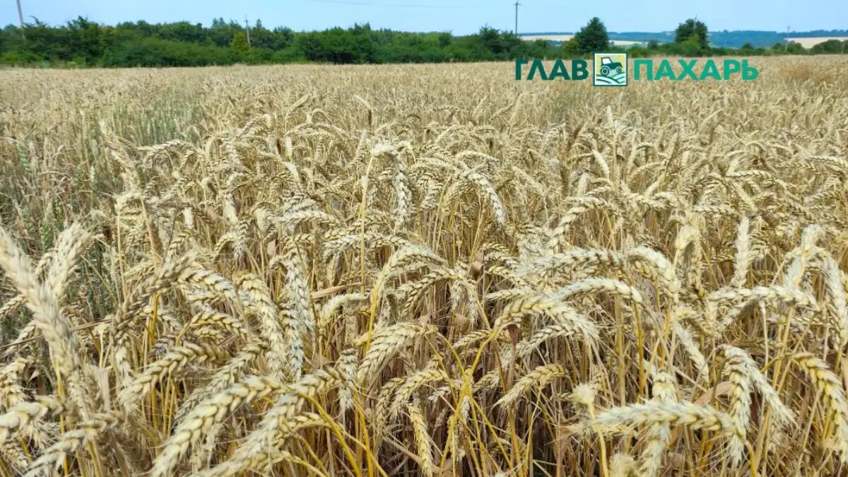 Фото: © Артем Борисов / Glavpahar.ru
Ученые из России создали уникальную методику оценки цифровизации АПК (фото иллюстративное)