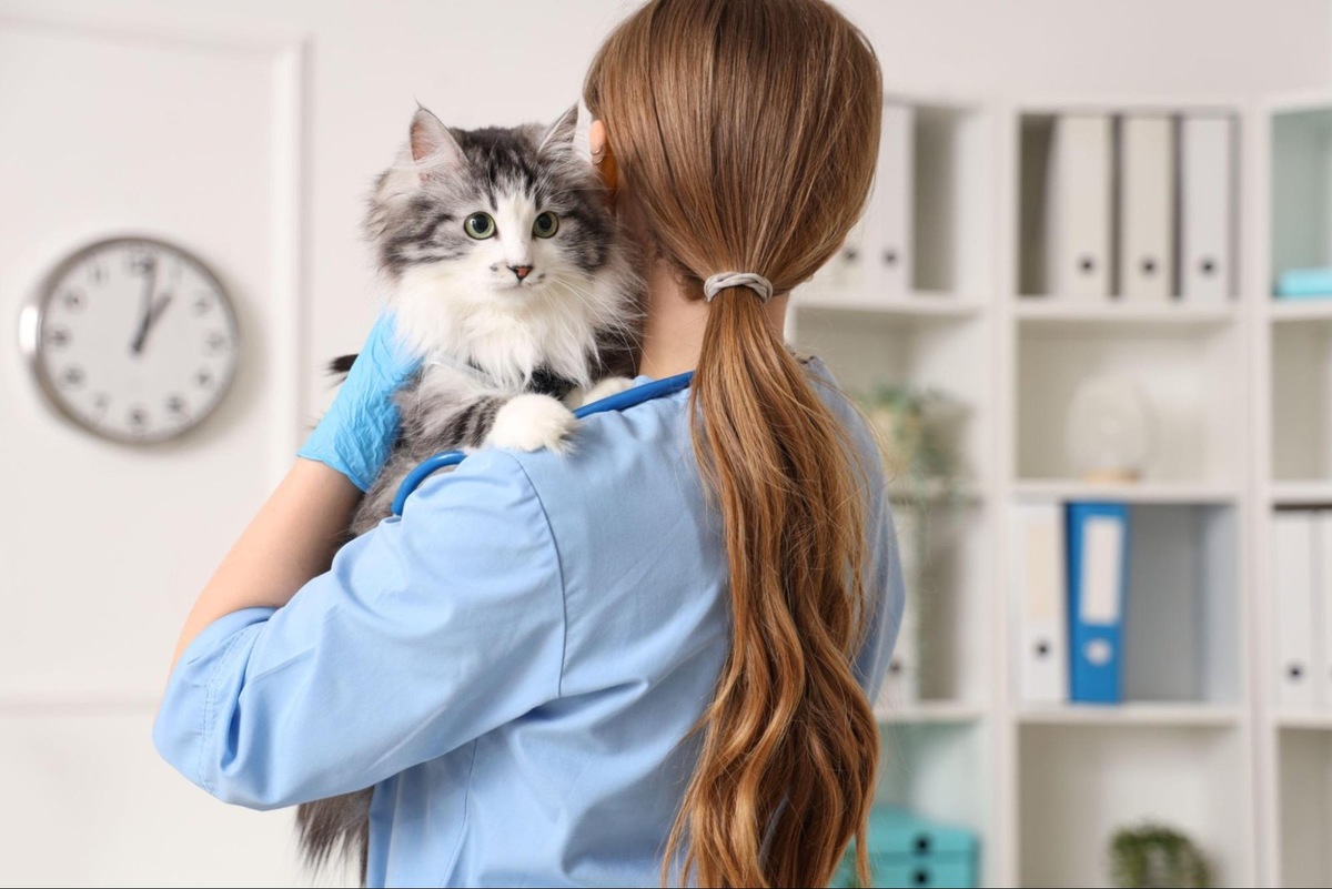    Своевременное обращение к специалисту — залог комфорта и здоровья вашего питомца