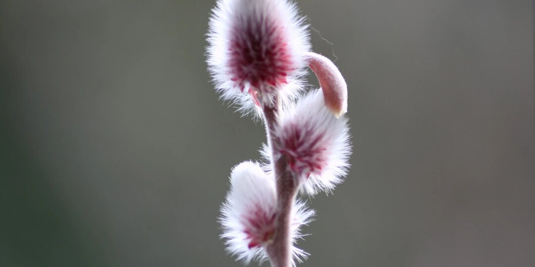 Весточки из Сёрай-ан. Хироси Одзава (кендо 8 дан кёши). Часть №19. Начальный дух и кендо всей жизни