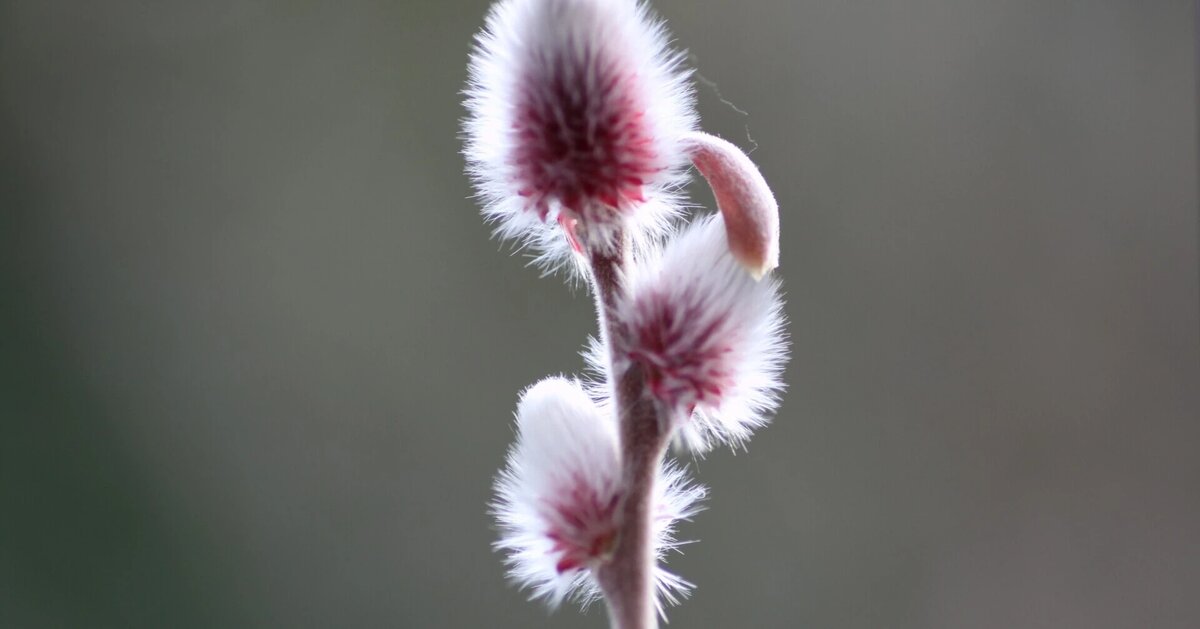 выдержка из блога Одзава-сенсея