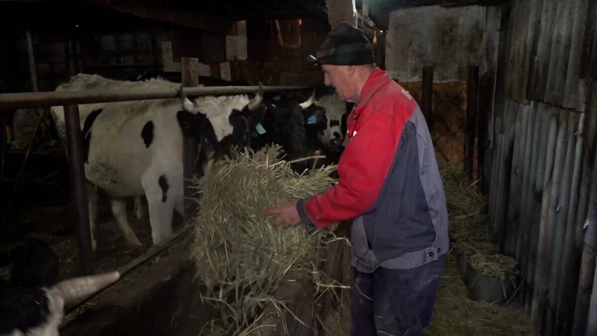    Скриншот видео телеканала «Кубань 24»