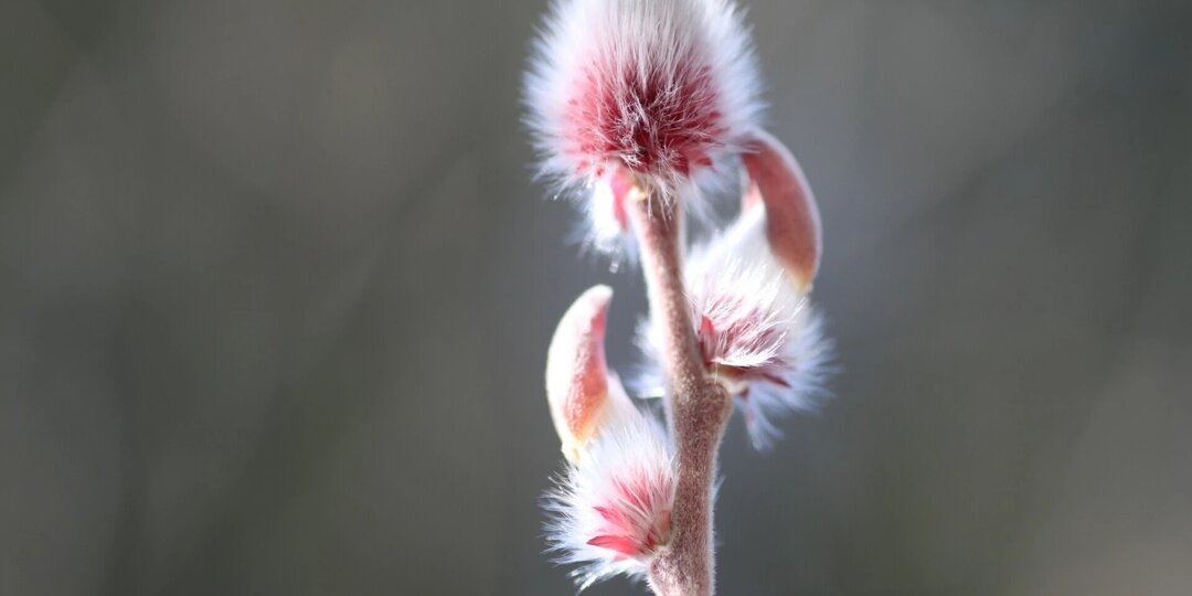 Весточки из Сёрай-ан. Хироси Одзава (кендо 8 дан кёши). Часть №20. Спустя год с начала ограничений (2021г.).