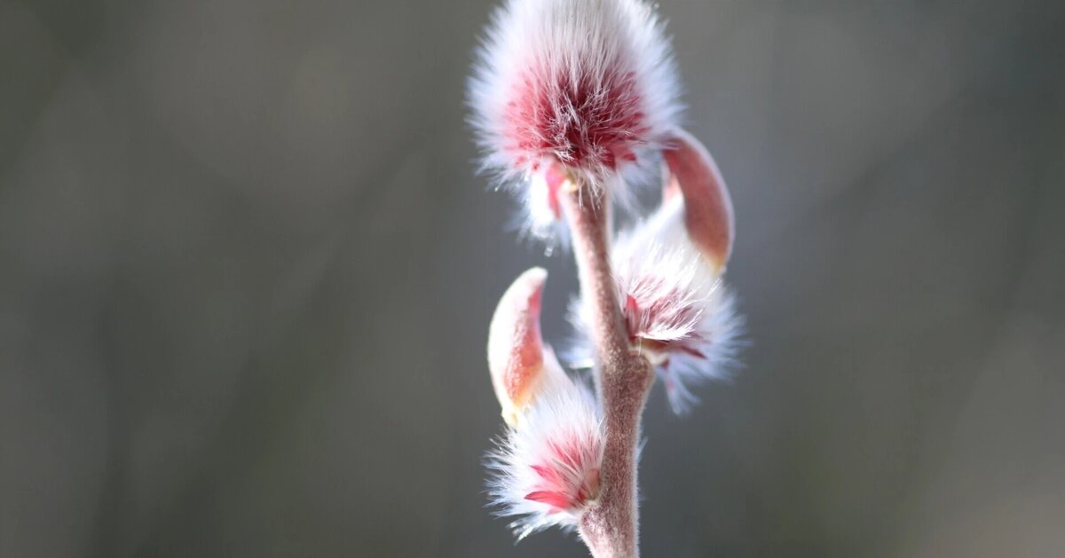 выдержка из блога Одзава-сенсея