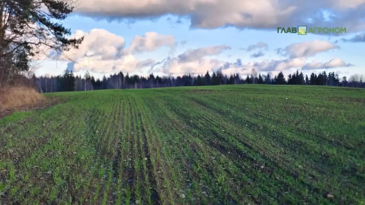 Фото:© Николай Петроченко / Glavagronom.ru
ДВФУ с партнерами из Вьетнама выпустит биопрепарат для защиты растений