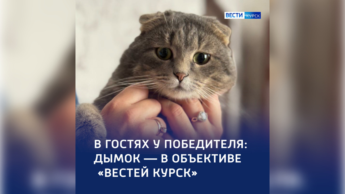    ГТРК «Курск» рассказывает о победителе фотоконкурса «Телемяу 2026»