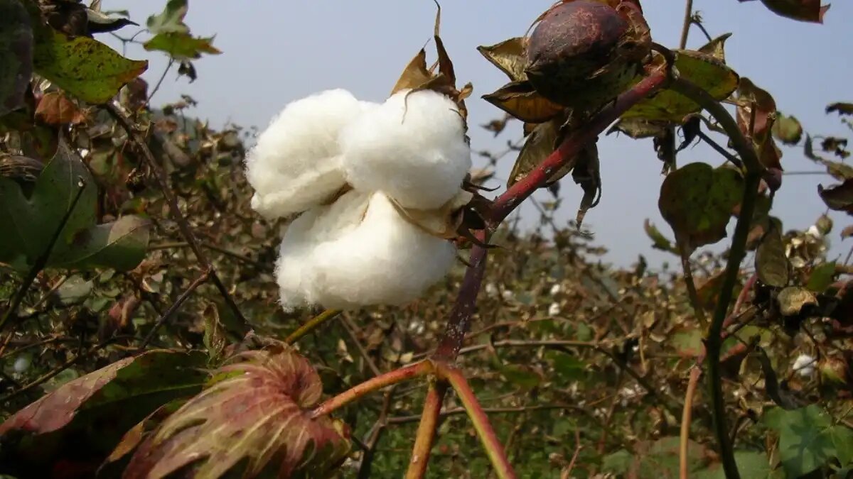 Фото: Azzurro
Китайские ученые создали суперпангеном хлопчатника