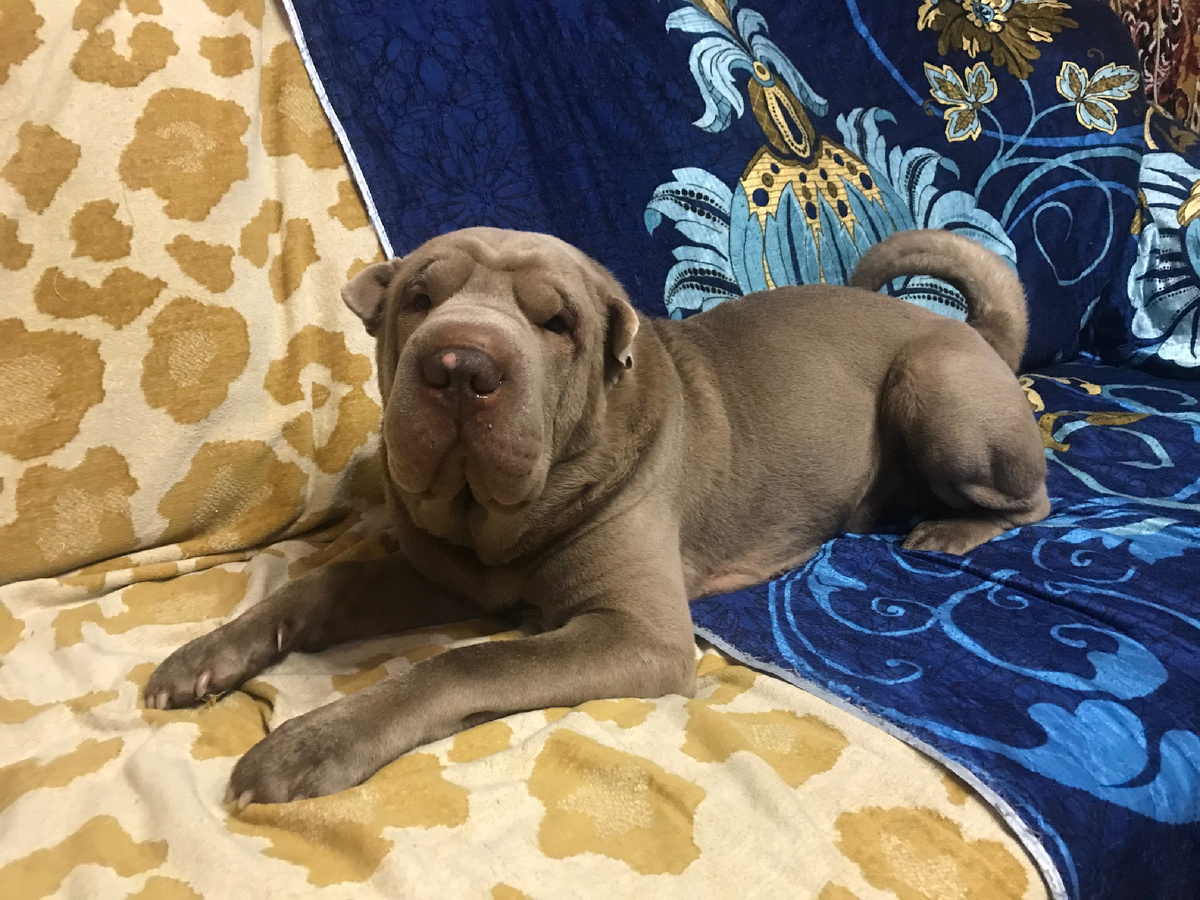 Тагри лежит на диване. Фото: Михаил Лайф Влог