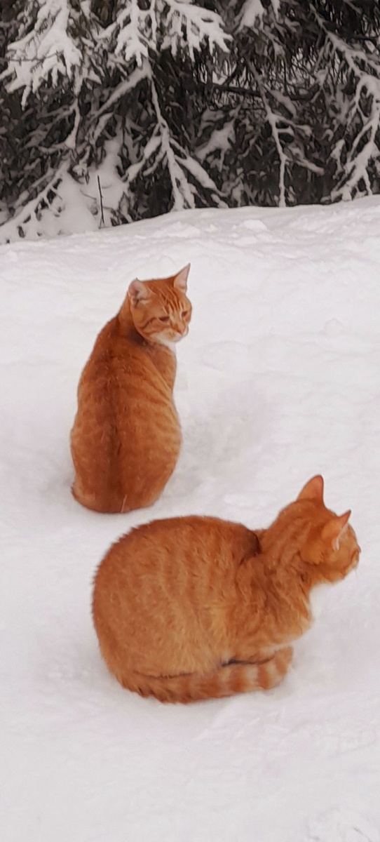 Мои милые " близнецы" Помните таких??