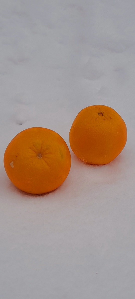 Мои "цитрусовые"))