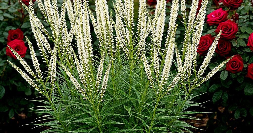 Вероникаструм - свеча для сада, опыт выращивания в нашем саду