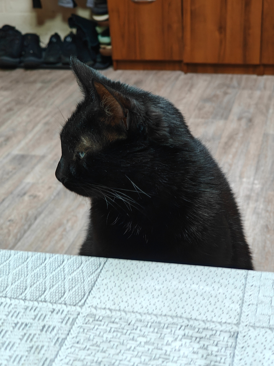 Какой приём пищи без королевы Муси? 