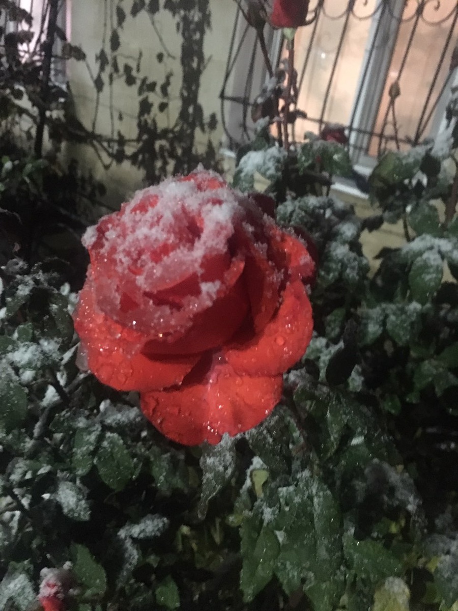 АВТОРСКОЕ ФОТО.  РОЗЫ  В КРЫМУ  В ЯНВАРЕ....