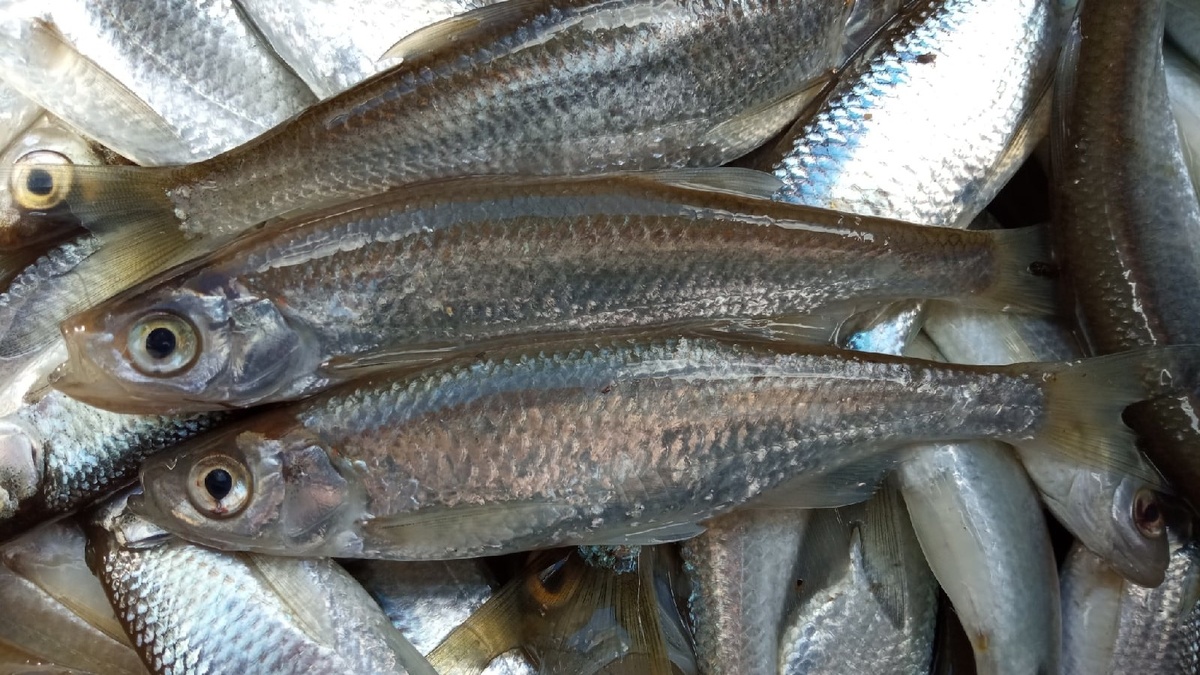 Майская уклейка. Несмотря на скромные размеры рыбы, кадр выглядит вполне гармонично