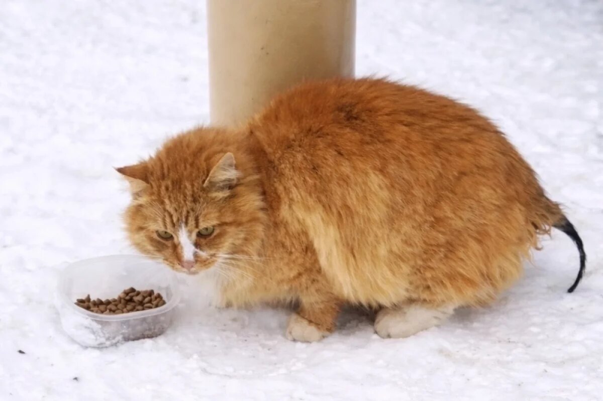    Кота с гангреной хвоста спасли в Твери неравнодушные жители