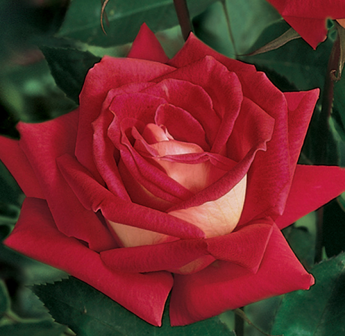 Фото Edmunds' Roses