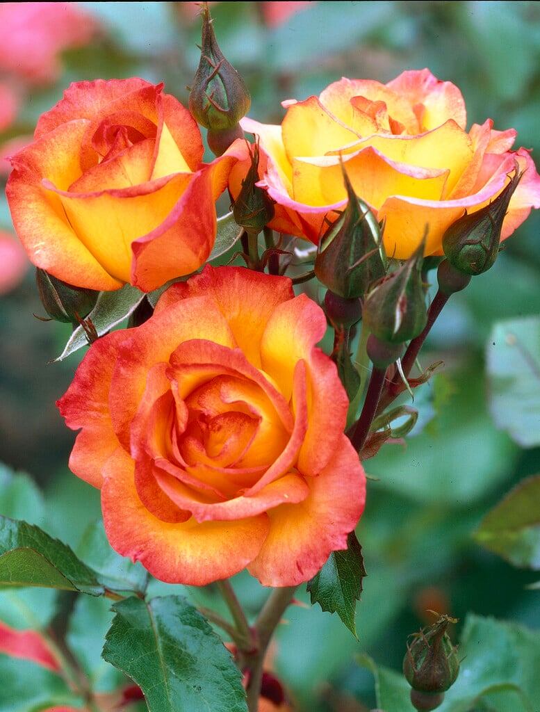 «Красное золото». Фото Visions Pictures