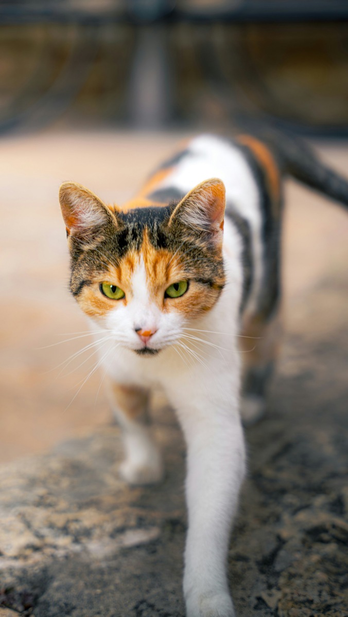    Гены, отвечающие за окрас, часто влияют и на пигментацию радужной оболочки