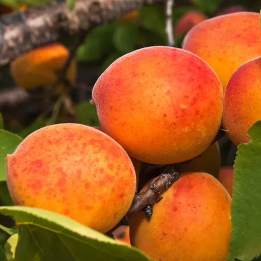 Абрикос зимостойкий Тардикот.