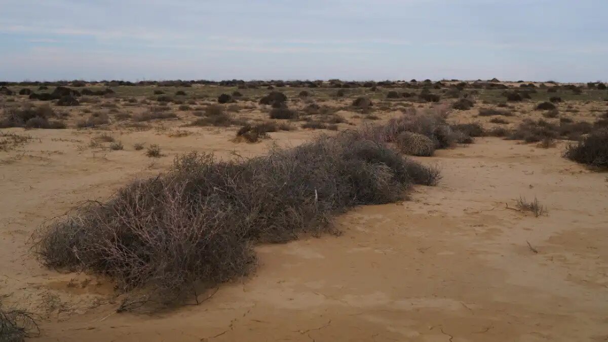 Фото:Минсельхозпрод Дагестана
Вопросы создания искусственных грунтов и восстановления защитных лесных полос рассмотрят на федеральном уровне