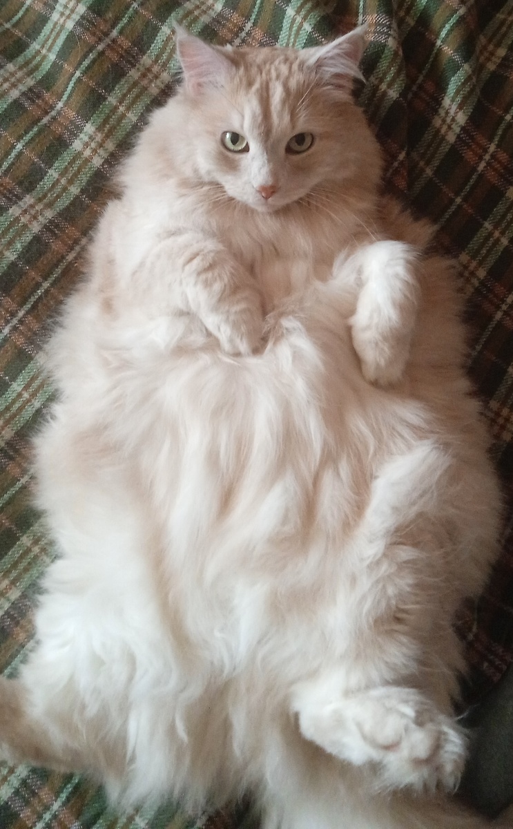 Тихон:" Пузо - то, почеши! За то, что -  фоткаешь!"