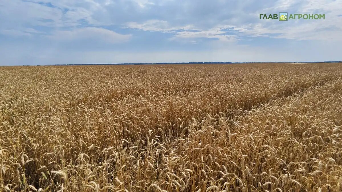 Фото:© Артем Борисов / Glavagronom.ru
В РАН дали прогноз по экспорту российского продовольствия
