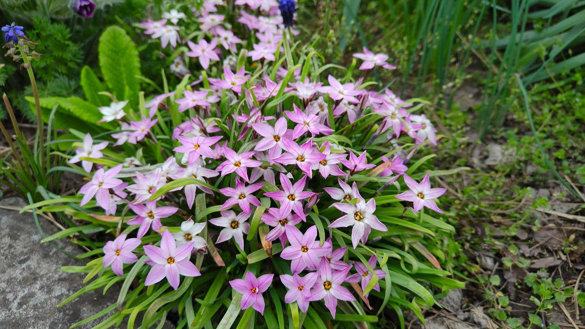 Апрель 2024 г. Ифейон одноцветковый Шарлотта Бишоп в моём саду.