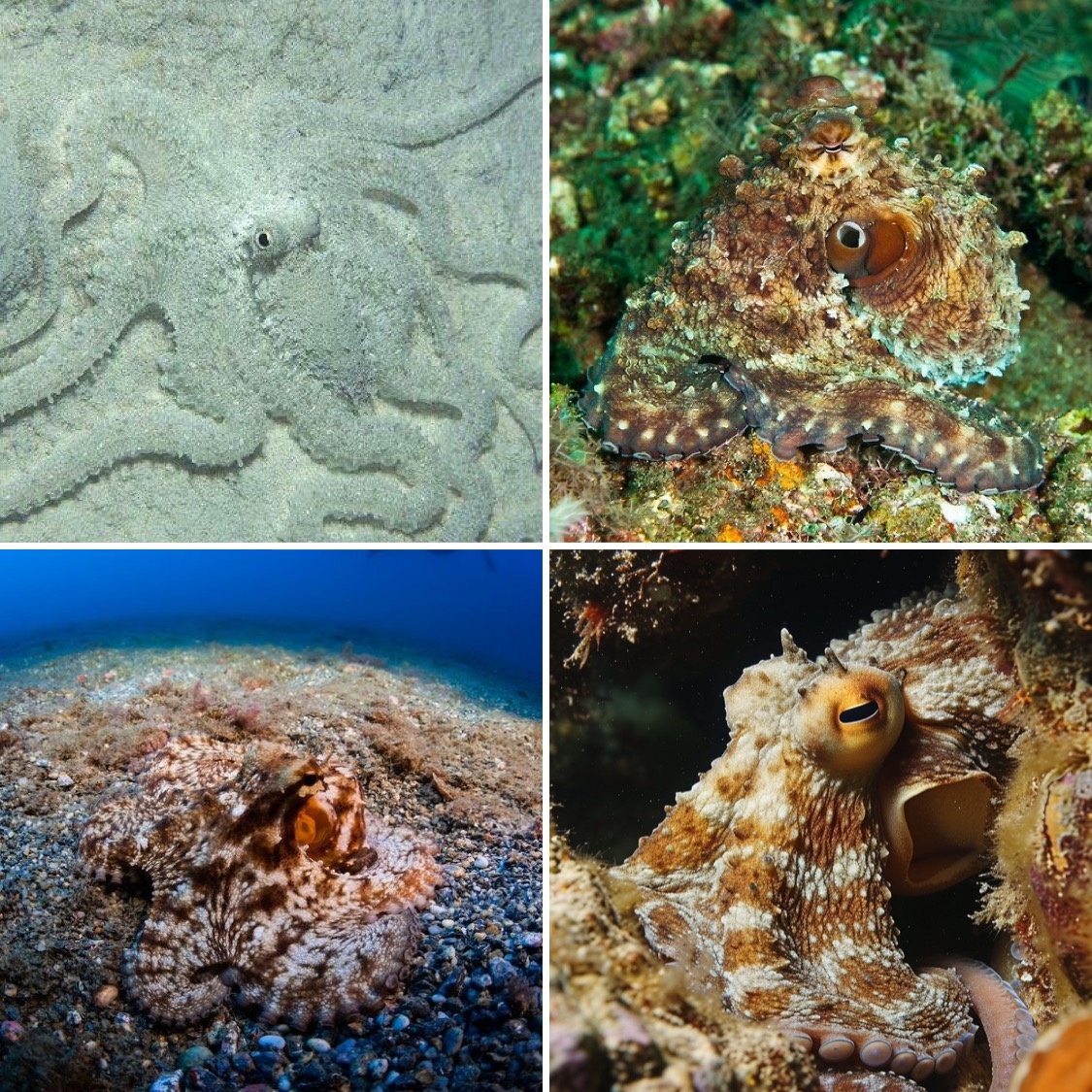 Надеюсь, вы отыскали всех осьминогов?