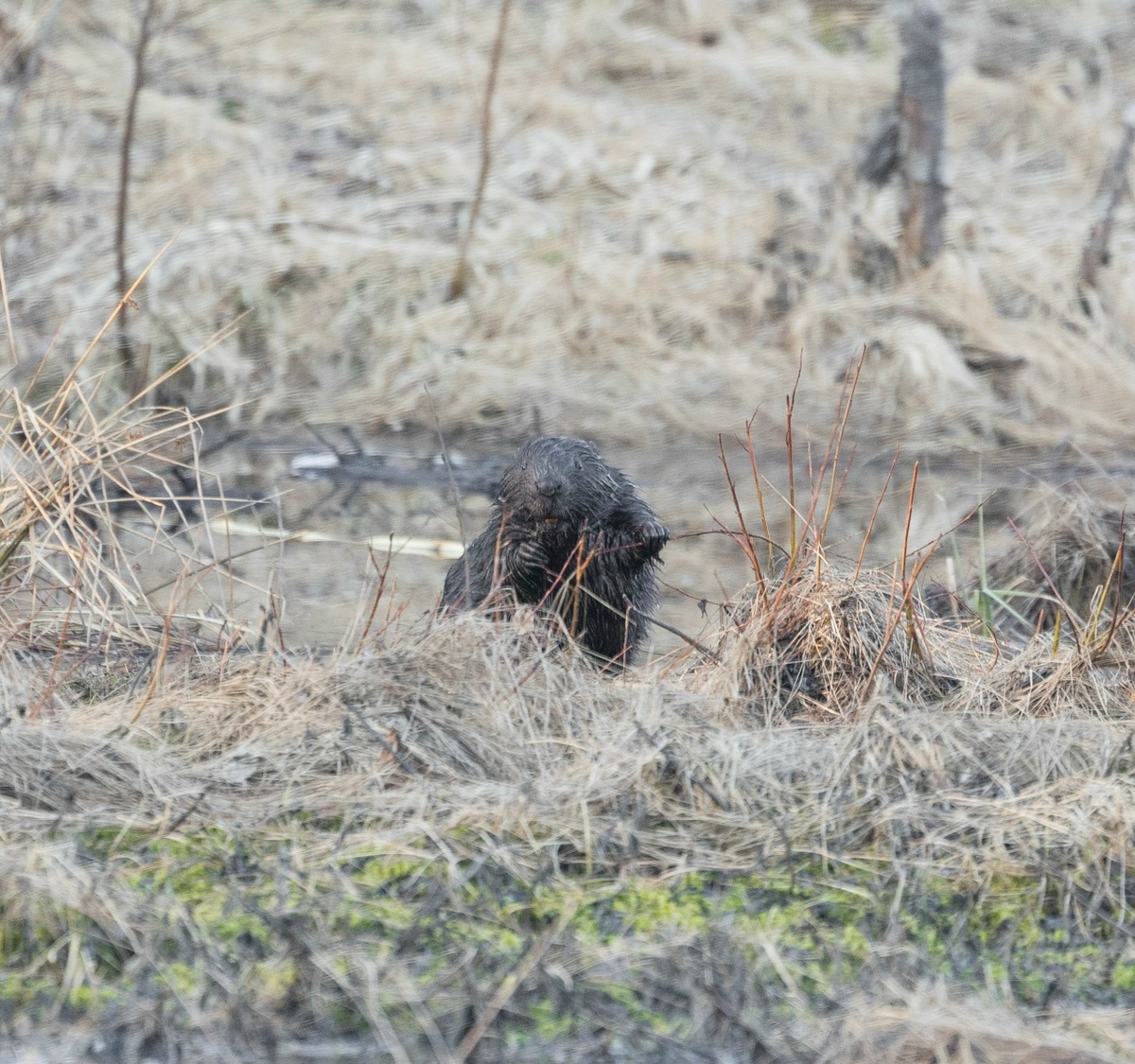 Автор фото Анатолий Смирнов