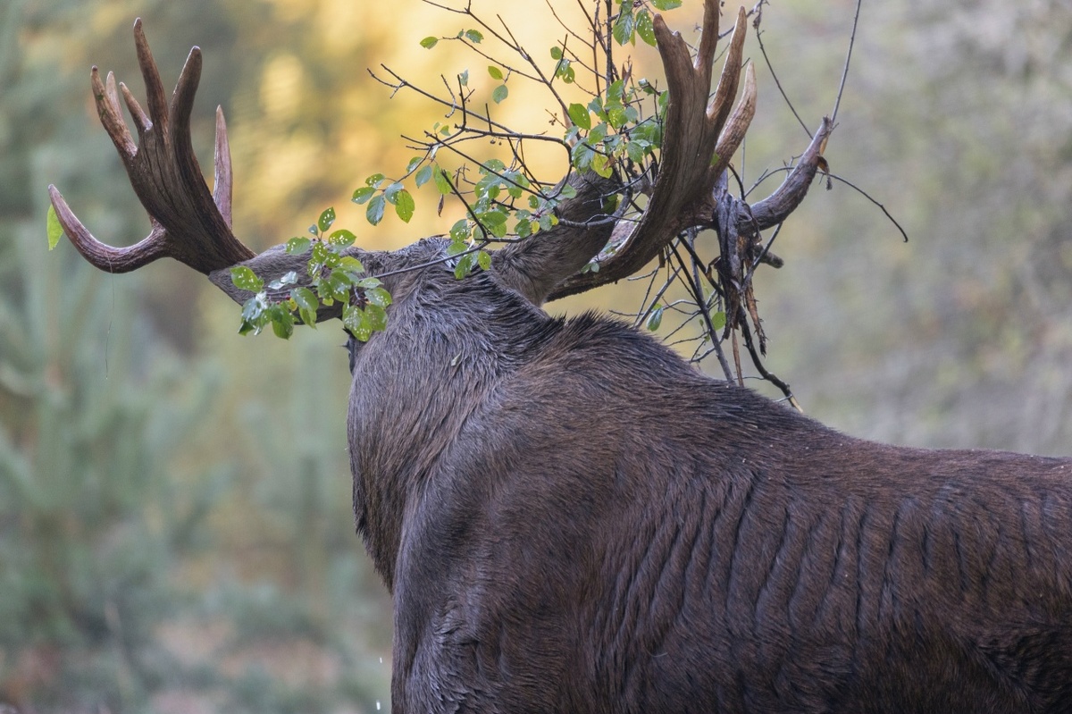 Автор фото Анатолий Смирнов
