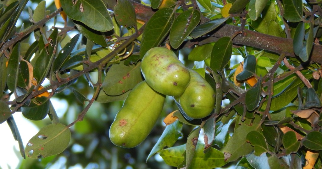 Лардизабала