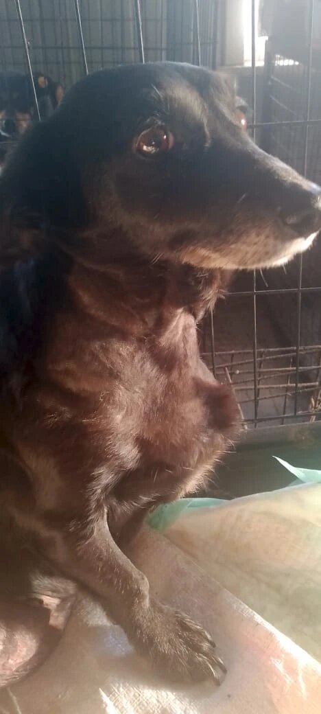 Наша Донечка и компания.