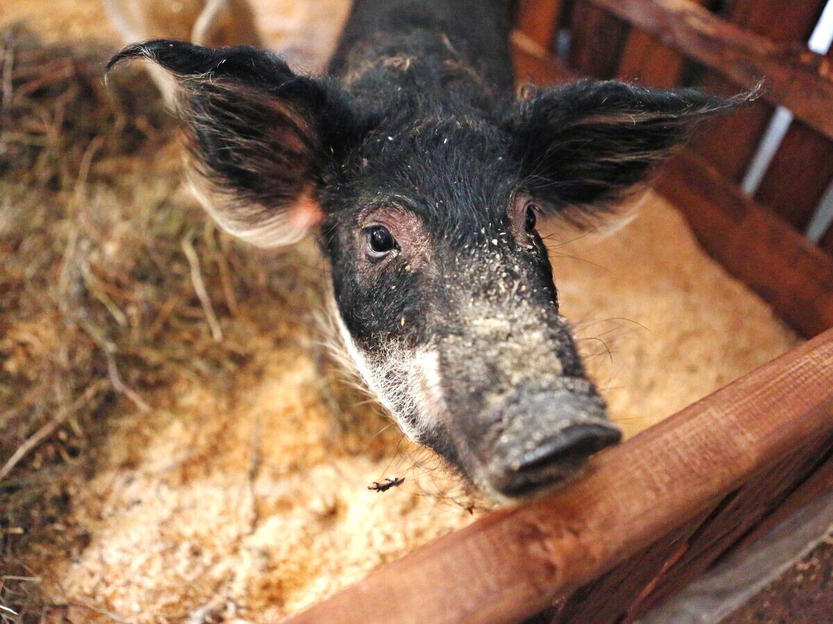    Поросенок | © РИА Новости / Ростислав Нетисов