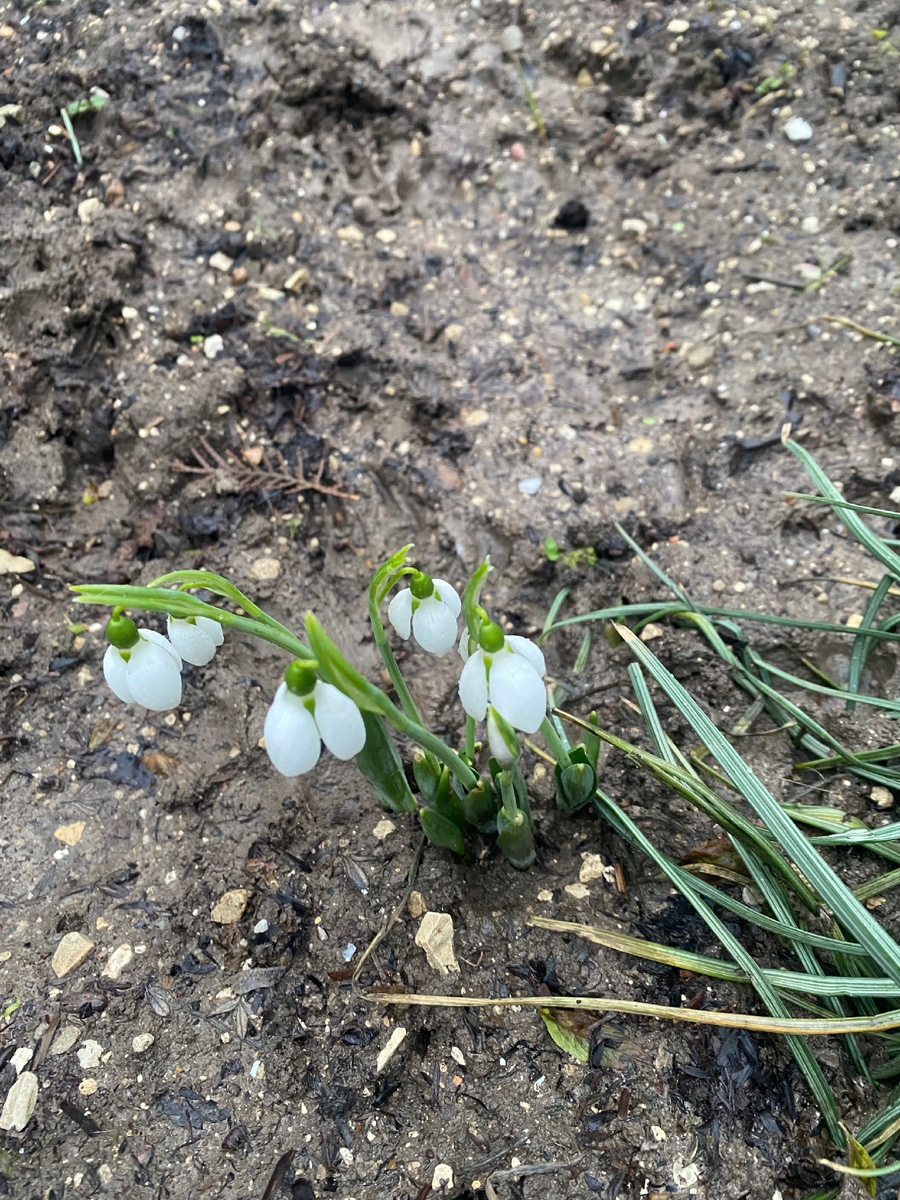 Фото автора. Первые цветы в 2026 году. 3 февраля. 