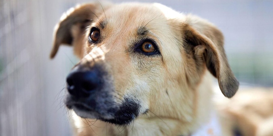 Почти 300 московских собак и кошек нашли дом с начала 2026 года