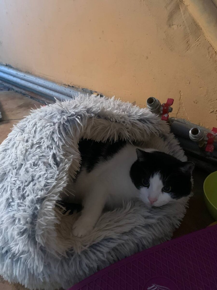 Феденька грустит