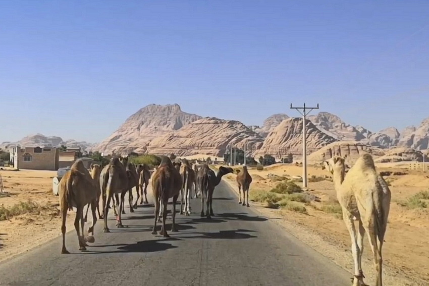 Иордания, где-то очень близко от Саудовской Аравии. Это скрин, само видео ниже. Вот этот милый светленький справа был самым упёртым и до такой степени возмущённым вынужденностью уступить дорогу, что пнул крыло нашего джипа до вмятины