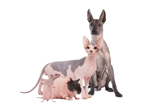 «Голые» породы животных 