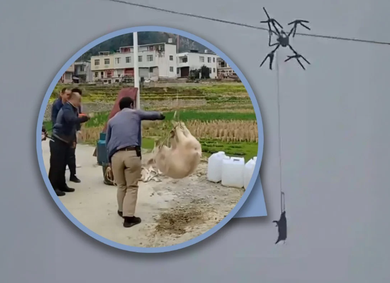 Это же сколько свинья весила? Или она мааааленькая, и  80 не вытянула