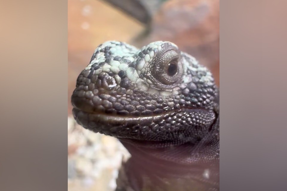    Выставка продлится до конца лета 2026 года. Фото: t.me/lenzoopark