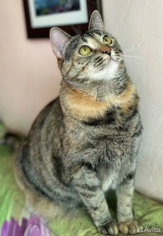 Я добрая, ласковая, умная девочка 😻