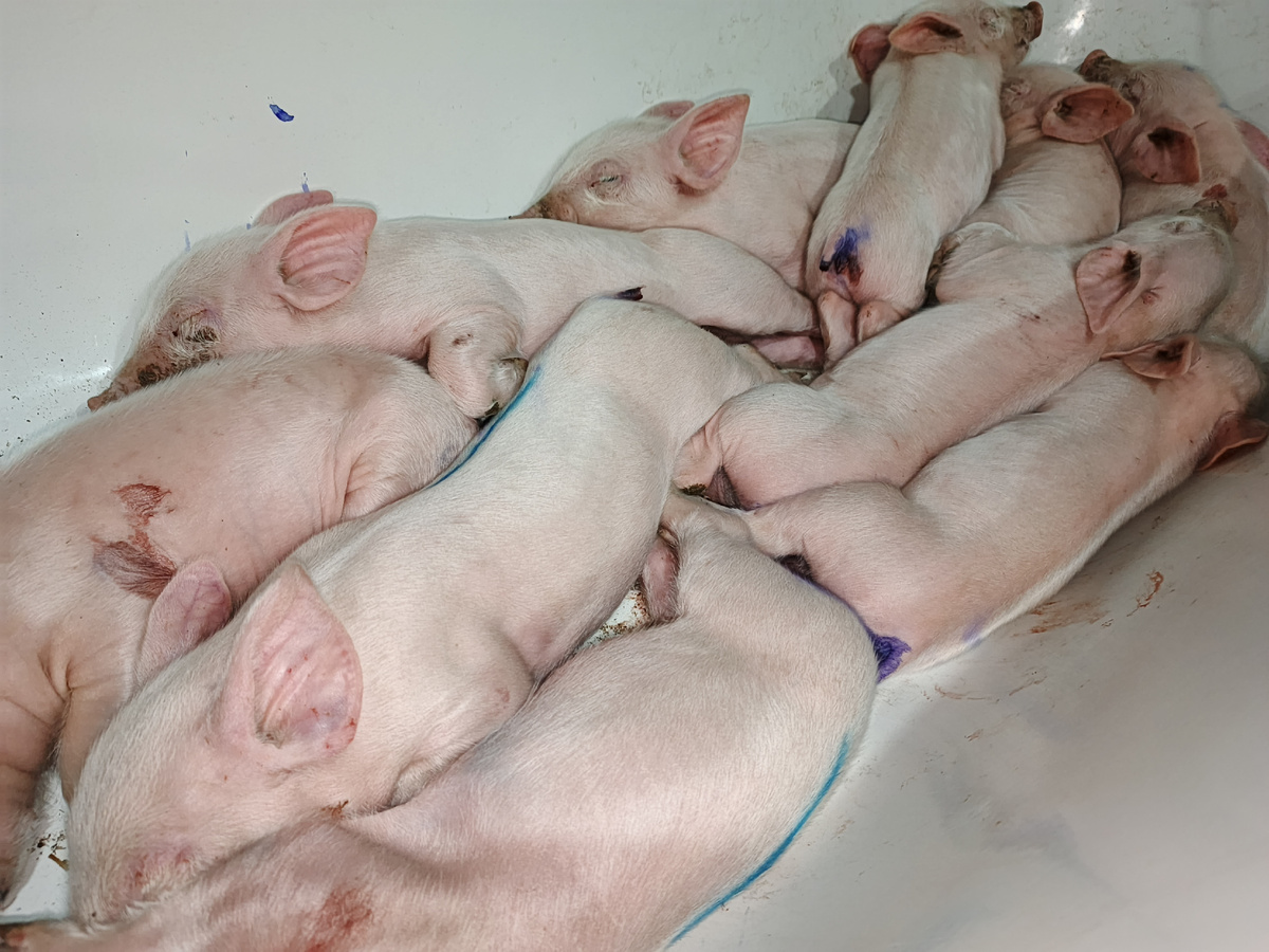 Вот такие малыши