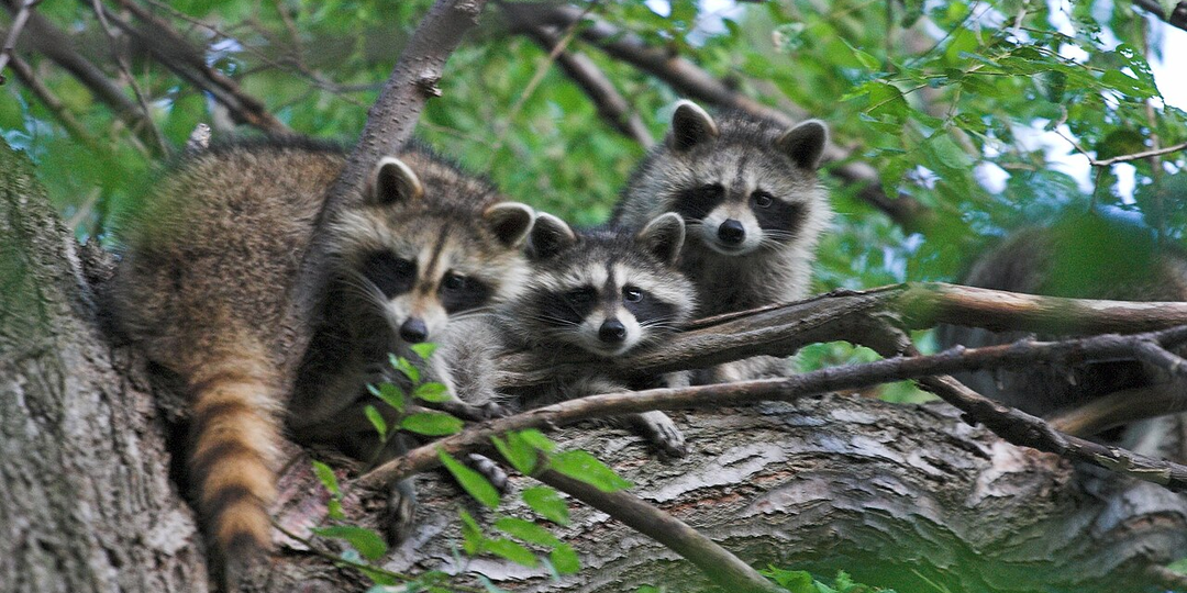 ТЕКСТЫ ДАКОТА -7