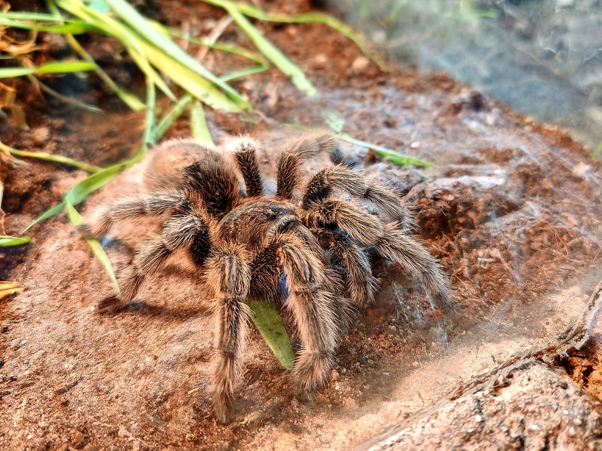 Тарантул самолично к вам пожаловал из дубайского зоопарка. Фото автора.