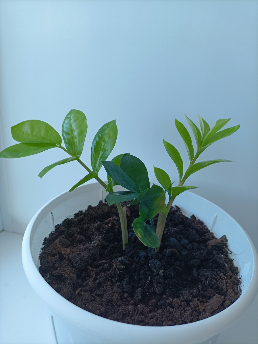 Дождалась новых веточек 😍