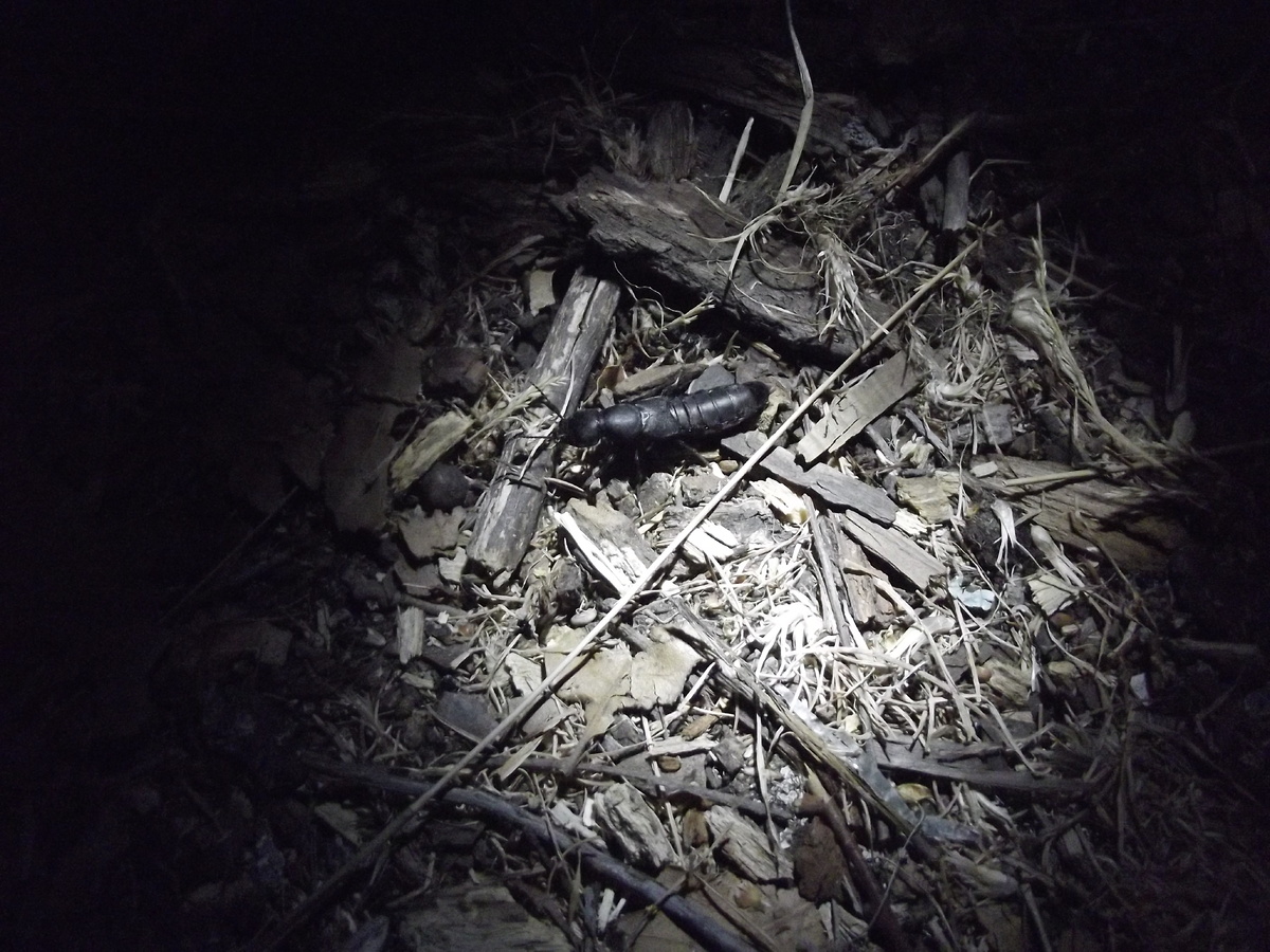 Крым, Ласпи, 1 июня 2013